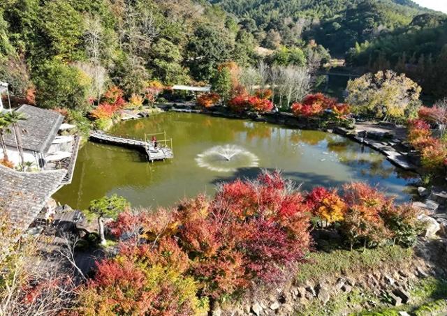 色彩斑斓！福州迎来红叶季