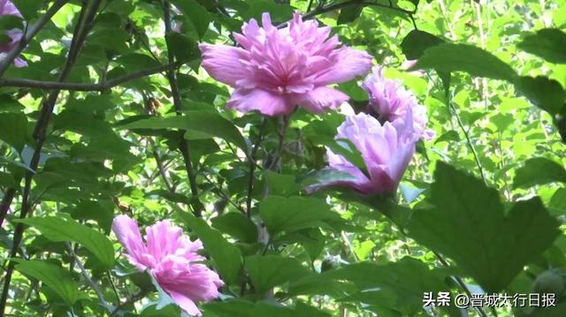 早上去儿童公园了吗?木槿花开,满眼皆夏!