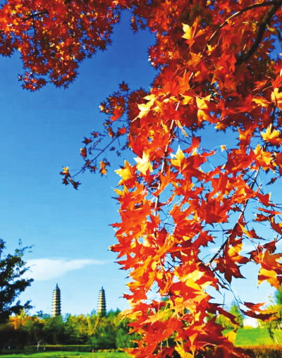 “金黄”“火红”醉深秋