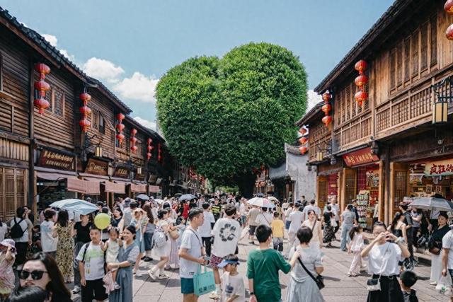 从一棵“网红树”看见福州对树的深情