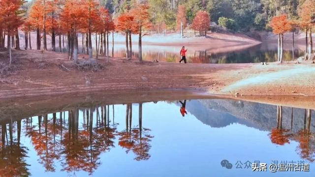 这处浙东绝美红杉秘境,迎来一年最美时光!