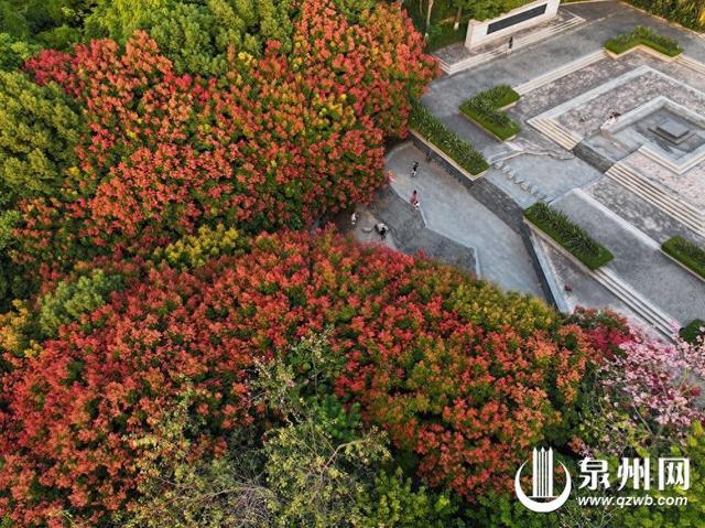 一树栾花一树秋 泉州市区大坪山栾树花开成海