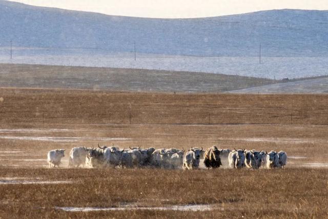 锡林浩特，雪域里的足迹