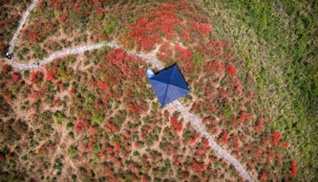 桂林灵川：500余亩杜鹃花海迎春绽放