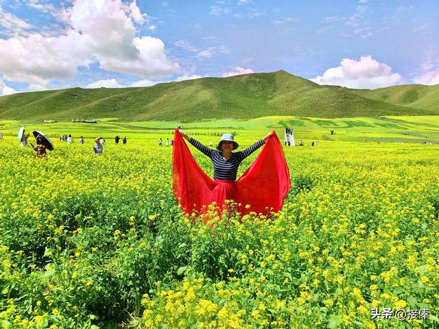 张传禄：门源油菜花印象记