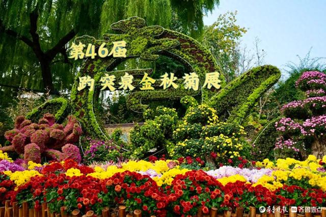 初冬暖意融融，快来趵突泉看菊花展