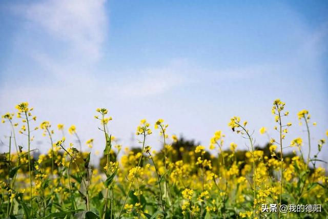 是真的！德阳第一波油菜花开了！在这里→