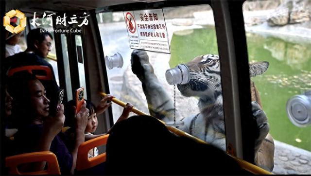 深山虎园“变形记”| 河南文旅产业调研行