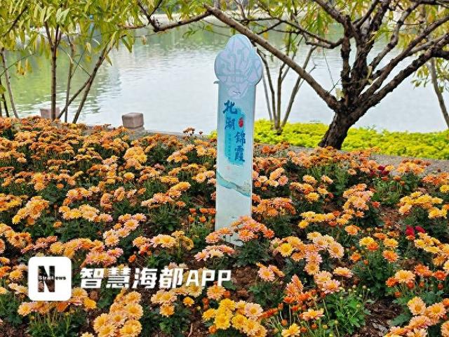 金秋菊展虽落幕，西湖公园又添新景；部分精品展区延展10天，新添2万多株自育小菊