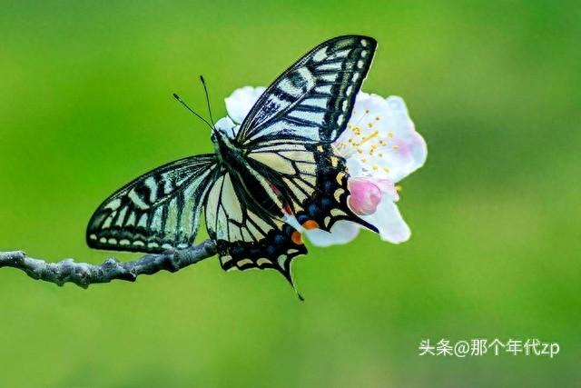 #花若盛开，蝴蝶自来，您认同吗#