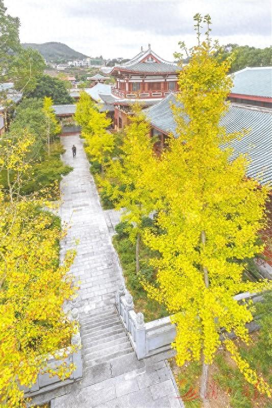 满树金黄映古刹 莆田南少林寺银杏叶缀满枝头