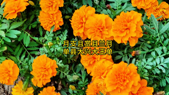 月支且赏且兰月	，单县大兴大王单！