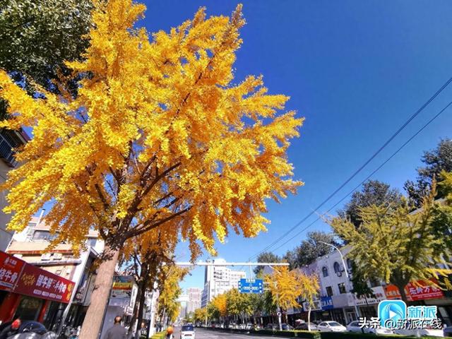 潍坊这些银杏观赏地，个个含“金”量满满！