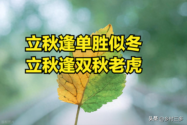 “立秋逢单胜似冬，立秋逢双秋老虎”，2025年立秋逢单还是逢双？