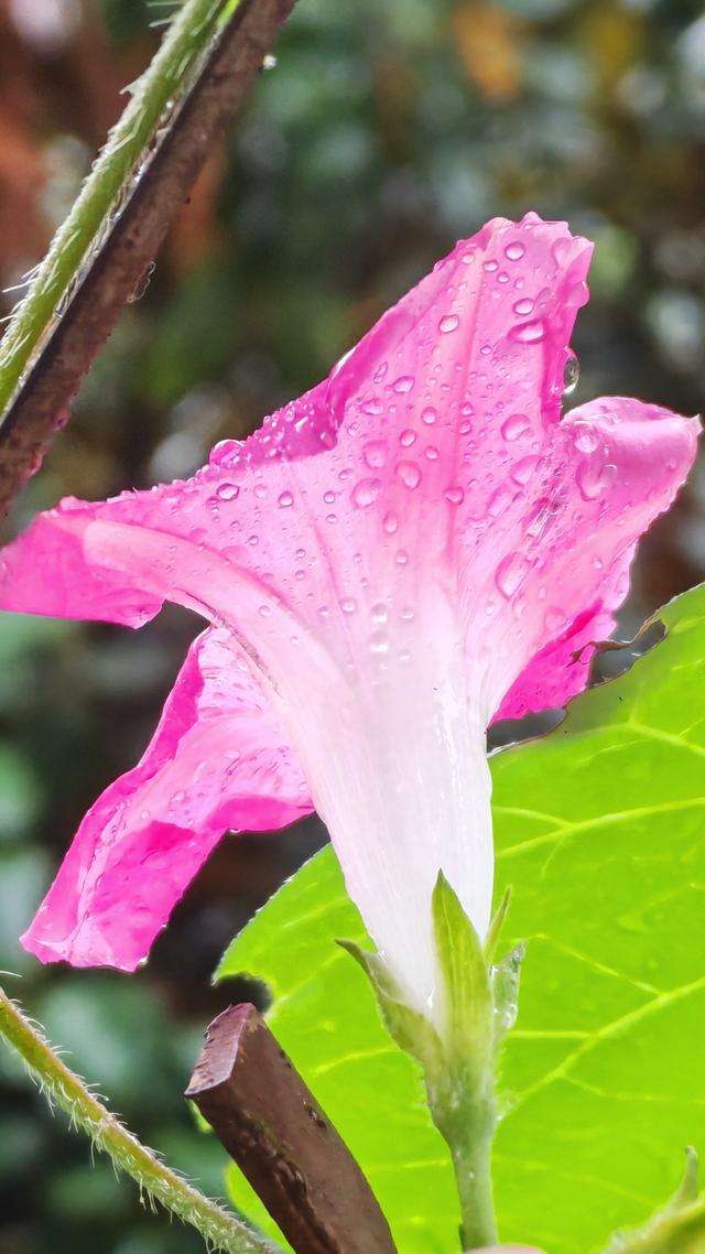 绝美的雨中花