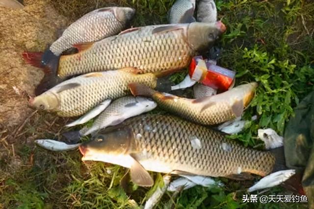 冬天怎么钓鲤鱼（初冬手竿钓鲤鱼的5大秘诀）