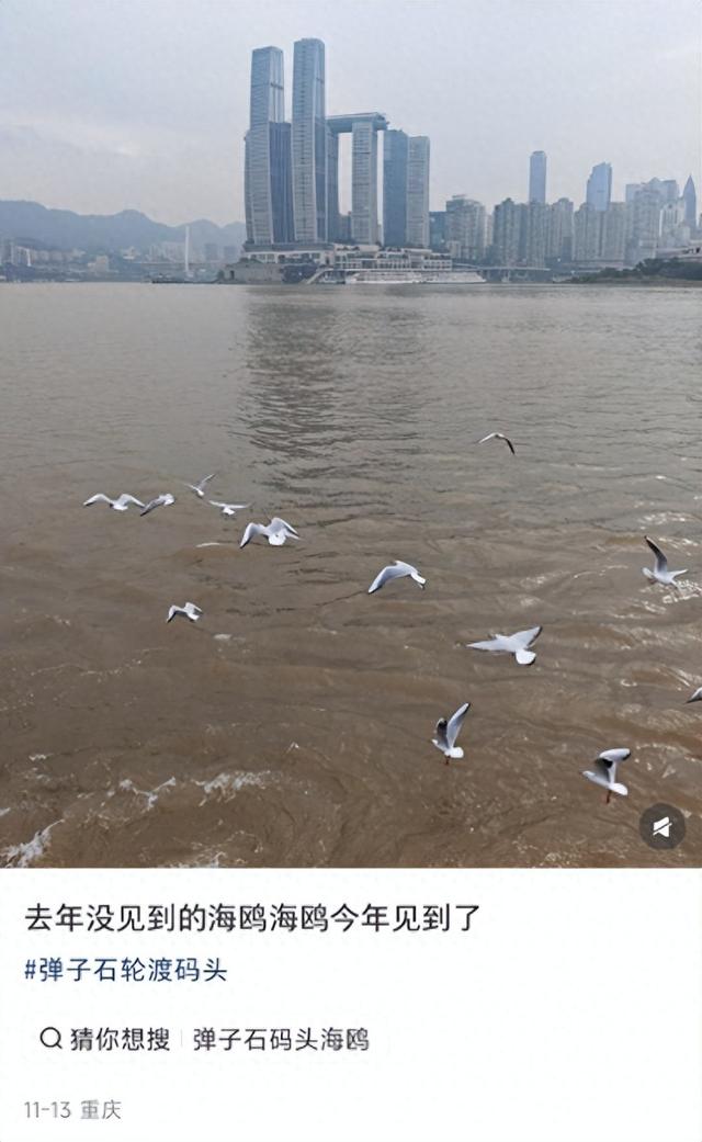 鸥！来了！“鸥”遇点位请收藏→🤳🤳🤳