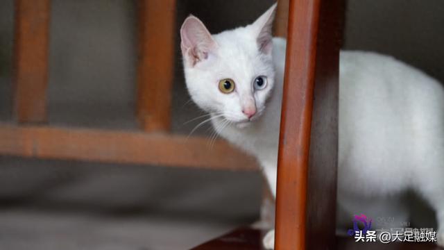 大足石刻南山景区4只萌猫成“团宠” 憨态可掬等您赐名