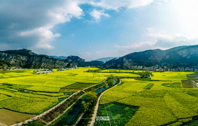 一花黄 多业兴！泸州白沙场镇走出农文旅融合新路