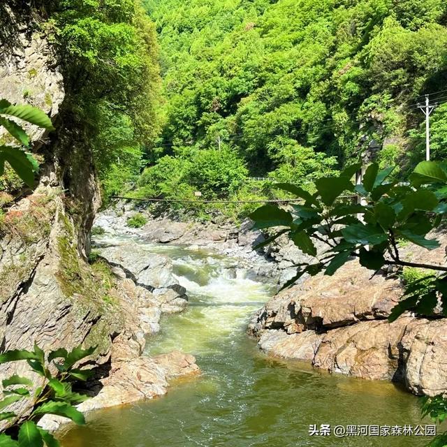立减10℃!绿色天然避暑胜地,就在黑河国家森林公园→