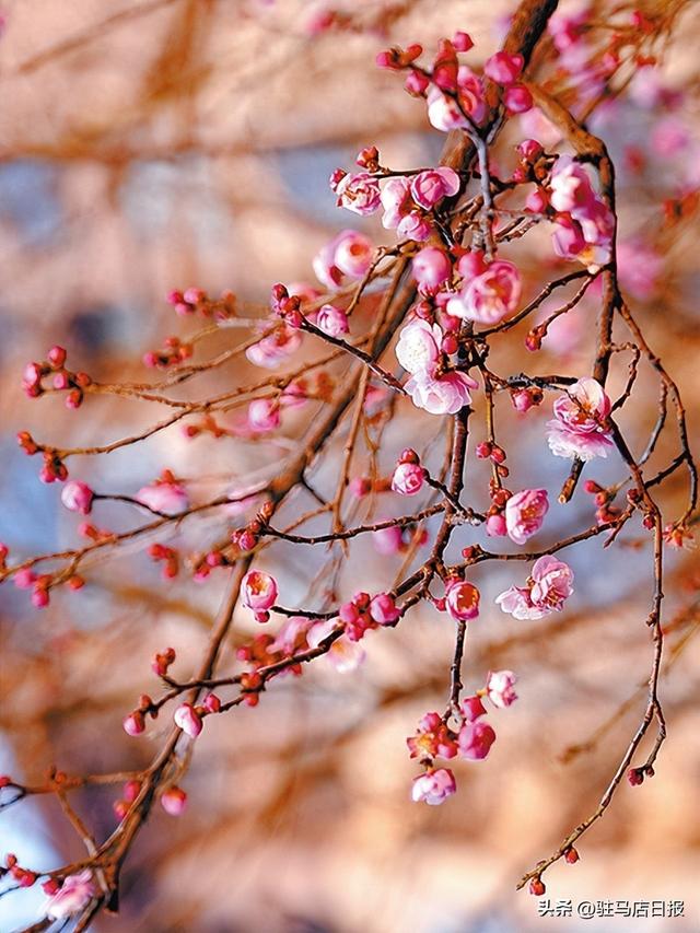 驿城寒梅迎冬开 暗香浮动醉游人
