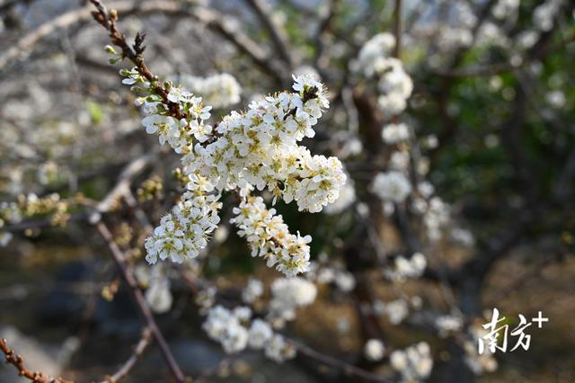 阳山杨梅镇千亩李花提前绽放，花开似海引客来