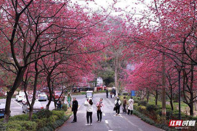 快冲！湖南省植物园早樱已开，花期仅一周