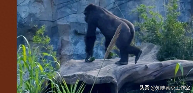 降温天逛红山动物园有多爽？