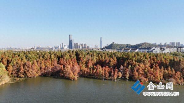 金山湖景区水杉将迎来最佳观赏期