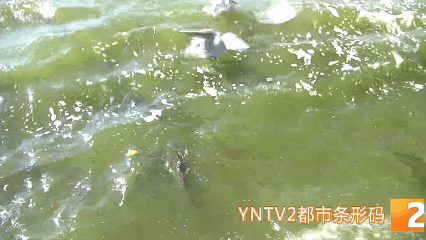 冬季限定！昆明海埂公园现新景观！鸥舞鱼跃人欢乐，快来打卡！