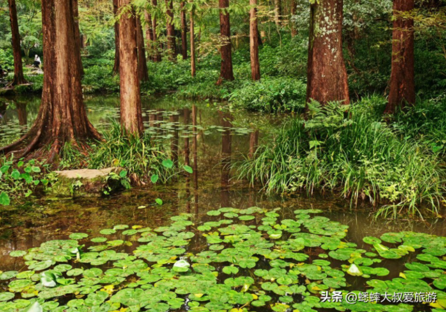 杭州“绝美秋景”正式上线，桂花与人文相映成趣，来一趟，很治愈