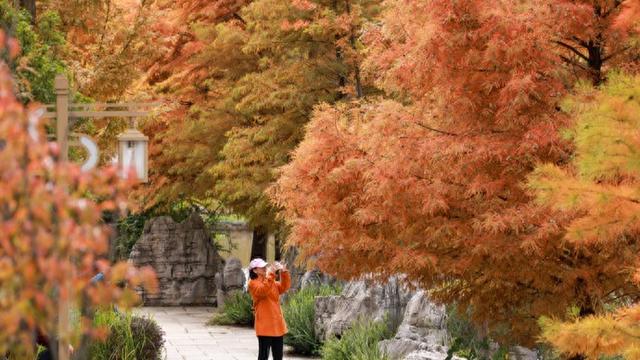 莫让“捡秋” 变 “毁秋”：文明应是秋日最美的底色