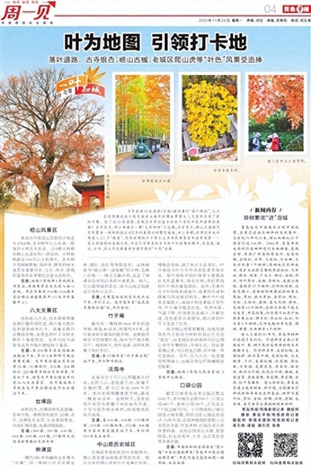 周一见｜叶为地图 引领打卡地！落叶道路、 古寺银杏、崂山古槭、老城区爬山虎等“叶色”风景受追捧