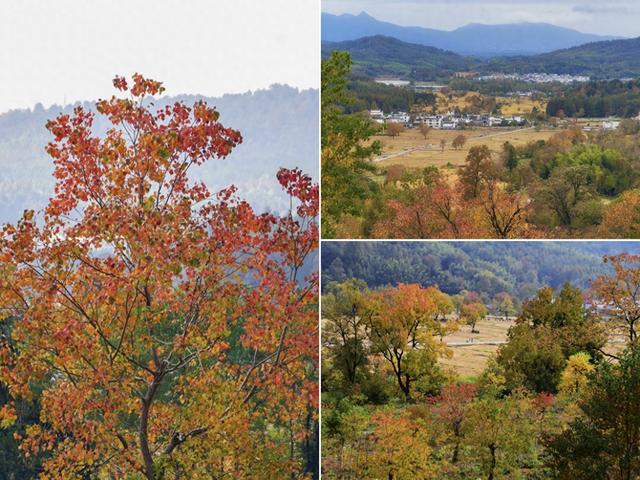 乌桕红、稻田黄、白墙黛瓦：塔川，光看图已醉！