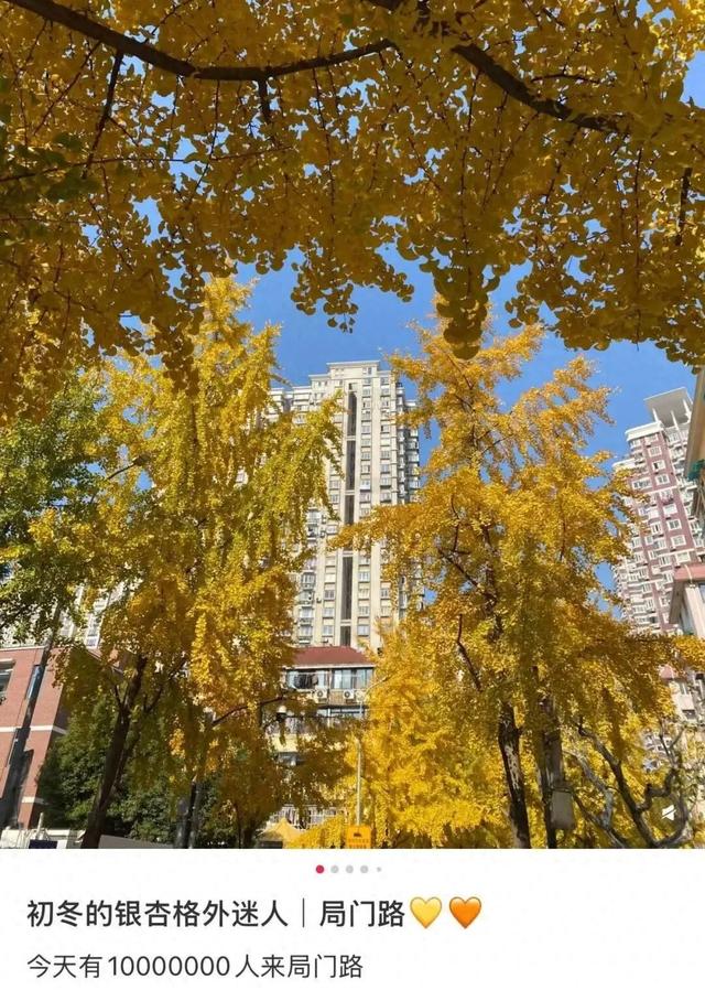 “感觉全上海人都来了!”上海这条小路成为限时顶流,大堵车!