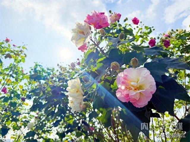 芙蓉映秋景！内江300米“鲜花大道”走红