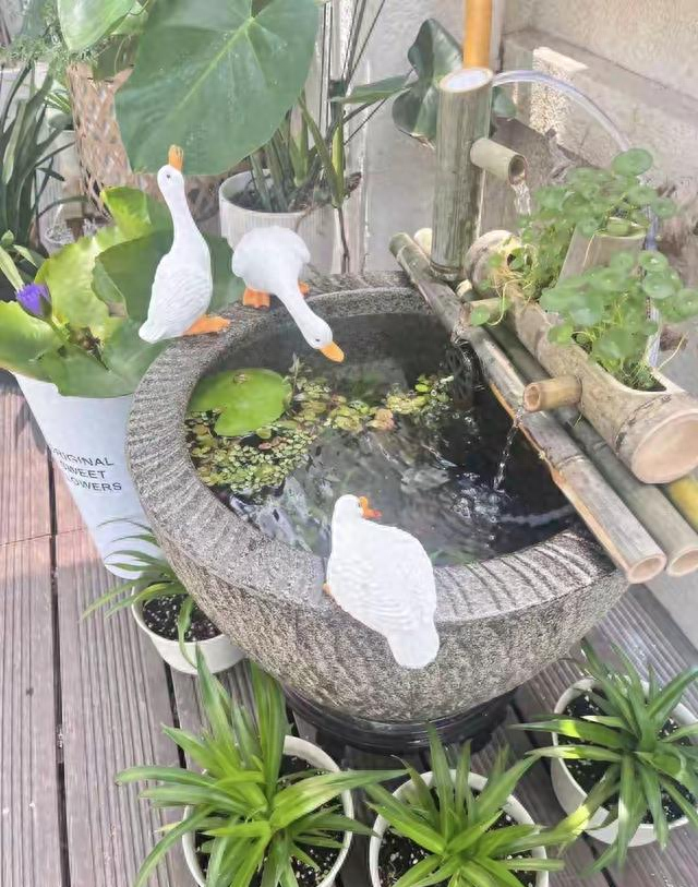 有了院子，一定要放个水缸，老辈人的智慧，年轻人看不懂？