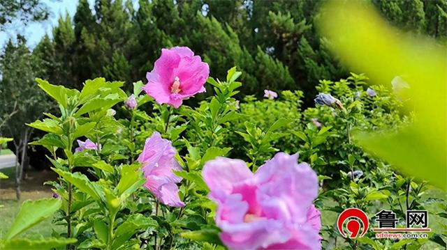 德州长河公园：木槿花绚烂绽放，绘就夏日绮丽画卷