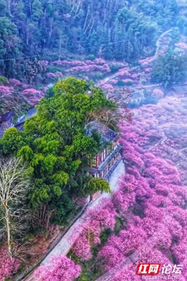 【赴春之约】晨雾漫过青瓦，胭红缀满春山