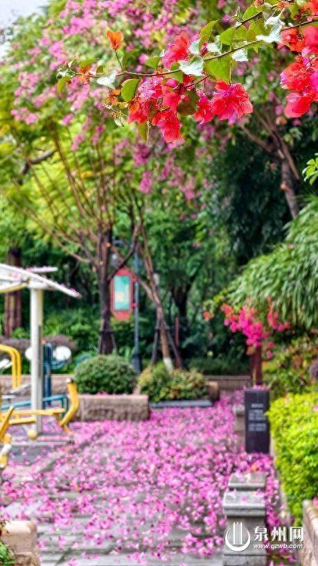 独属于泉州的浪漫“花季”：冷雨过后 花瓣成画