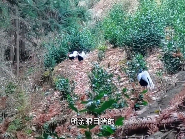 神秘山洞探秘攻略游戏（穿越幽静森林）