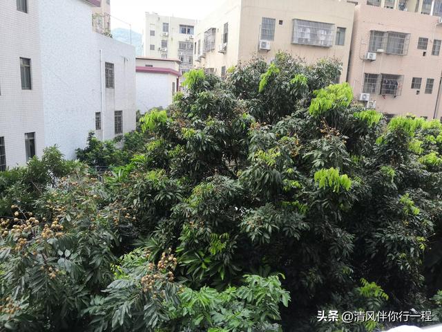 大热天的，从湖北来广州南沙避暑，说出来大家可能不信
