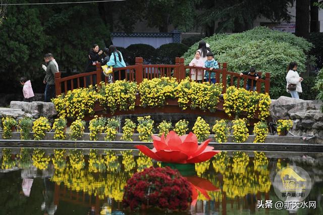 观天水|古城秋韵 菊绽芳华