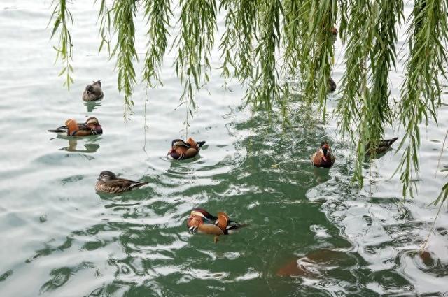 秋日的北海公园，一池成双的鸳鸯