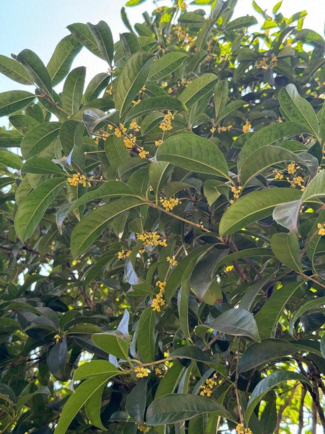 龟山公园“桂开二度”，满山香氛再“返场”