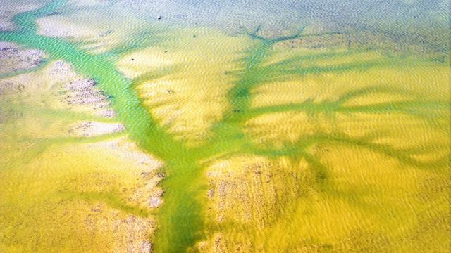 江苏盐城：黄海湿地现“潮汐树”景观 宛如游龙蜿蜒滩涂之上