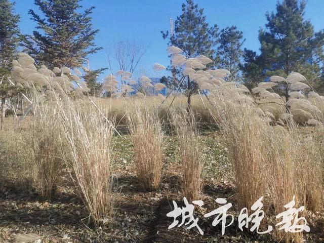 打卡!长春百草园新变化!