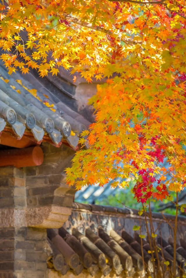 青岛赏秋去哪里？这几个地方别错过！