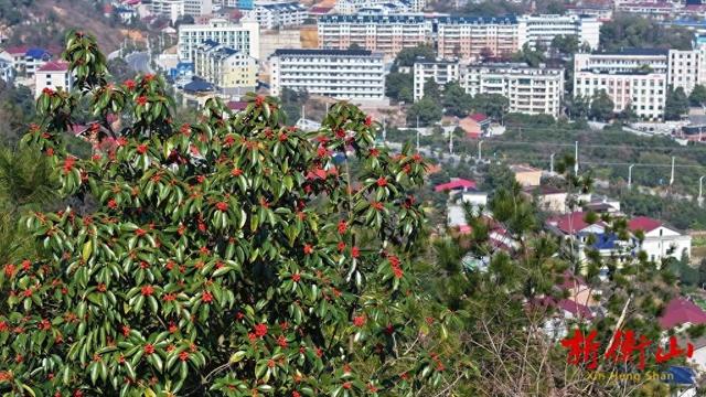 衡山：紫金山旅游景区铁冬青进入最佳观赏期