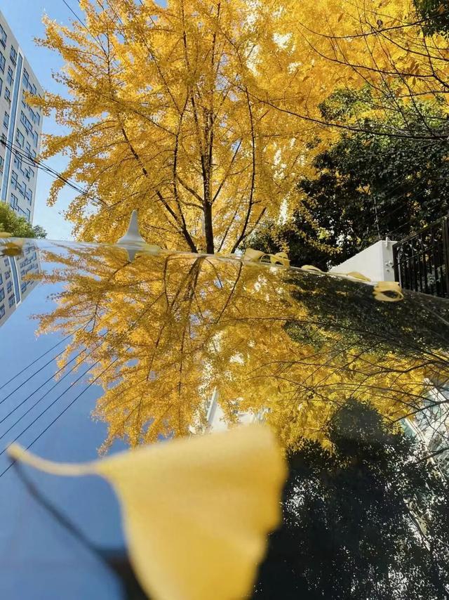 橙黄橘绿时！徐汇街头的限时浪漫→